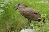 Hamerkop