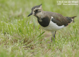 Lapwings and Plovers  (Plevieren)
