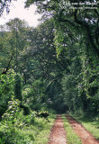 Forest path into the rainforest