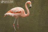 Hybride Roze x Chileense Flamingo