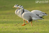 Indische Gans