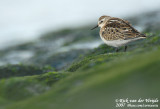 Kleine Strandloper