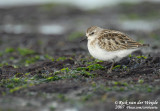 Kleine Strandloper