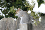 Bird Seed Thief