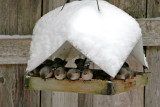 Hungry Bushtits