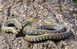 The biggest Garter Snake weve seen!