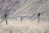 Deschutes River Turkey Vultures