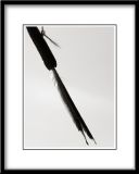 Feather over Bakery Doorway.