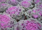 ornamental cabbage1