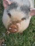 Lovey- the pot bellied pig.