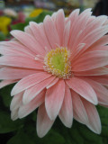 garden center flower
