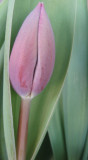 tulip bud