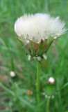 dandelion seed pod
