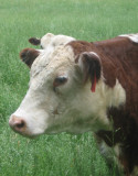 portrait of a young cow