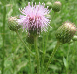 purple wildflower