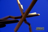 Looking up at the sculpture in front of the St. Pete Times Forum