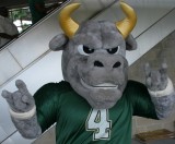 Univ. of South Florida mascot