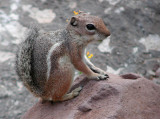 Harris Antelope Ground Squirrel