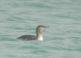 Red-throated Loon juv.