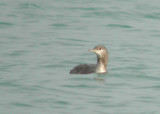 Red-throated Loon juv.