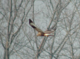 Rough-legged Hawk