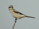 Northern Shrike