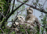 Red-tailed Hawk nestlings