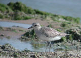 Black-bellied Plover juv.