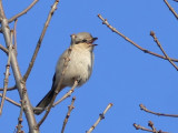 Northern Shrike imm.