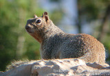 Rock Squirrel