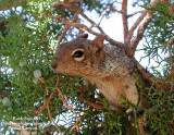 Rock Squirrel