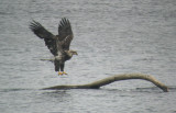 Bald Eagle - - Coming in for a landing