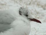 Black-headed Gull