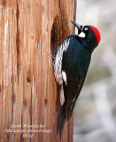 Acorn Woodpecker
