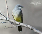 Cassins Kingbird