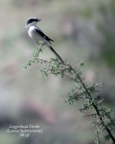 Loggerhead Shrike