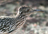 Greater Roadrunner