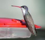 Violet-crowned Hummingbird