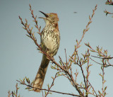 Brown Thrasher