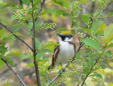 Chestnut-sided  Warbler