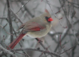Northern  Cardinal female