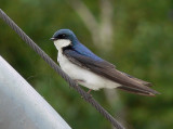 Tree Swallow