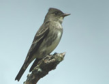 Olive-sided Flycatcher
