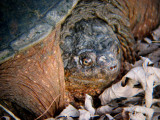 Snapping Turtle