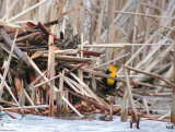 Yellow-headed Blackbird