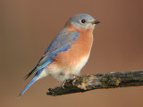 Eastern Bluebird