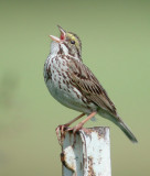 Savannah Sparrow