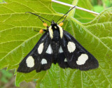 Eight-spotted Forrester Moth