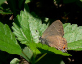 Northern Oak Hairstreak