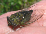 Dog-day Cicada